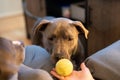 pitbull puppy watching tennis ball and waiting to play close up portrait