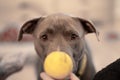 pitbull puppy watching tennis ball and waiting to play close up portrait