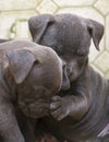 Pitbull Pups - Yup, your nose is cold and wet