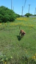 Pitbull running