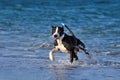 Pitbull runs along the sea beach.