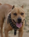 Pitbull smiling Royalty Free Stock Photo