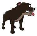 Pitbull Standing And Looking Forward Color Illustration