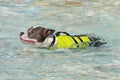 Pitbull swimming in vest