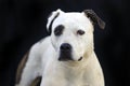 Pitbull Terrier dog portrait on black background Royalty Free Stock Photo