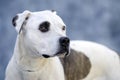 Pitbull Terrier dog portrait on blue muslin background Royalty Free Stock Photo