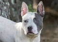 Pitbull Terrier and French Bulldog mixed breed dog