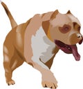 Pitbull terrier guard dog and self-defense-