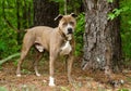 Pitbull Terrier mixed breed bulldog