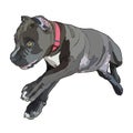 Puppy pitbull, vector illustration