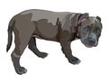 Standing puppy pitbull, vector illustration