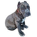 Sitting puppy pitbull vector illustration