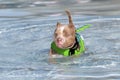 Pitbull wading in the swimming pool