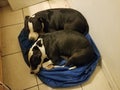 Pitbulls cuddling on blue bean bag Royalty Free Stock Photo