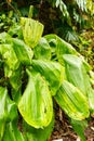 Pitcairnia Undulata plant in Zurich in Switzerland