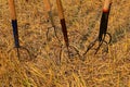 Pitch forks are stuck into the ground of a wheat field stubble