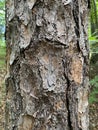 Tree Identification. Tree Bark. Pitch Pine. Pinus Rigida Royalty Free Stock Photo