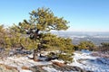 Pitch Pine [pinus rigida]