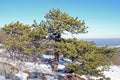 Pitch Pine [pinus rigida] winter snow blue sky