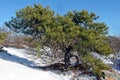 Pitch Pine [pinus rigida] winter snow blue sky