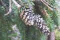 Pitch Pine trees with fresh brown pine cones and green pine needles Royalty Free Stock Photo