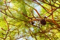 Pitch Pine trees with fresh pine cones and green pine needles Royalty Free Stock Photo