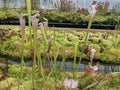 Pitcher carnivorous plants Botanic gardens Glasgow