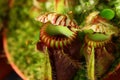 Pitcher chalices of Albany pitcher plant, latin name Cephalotus follicularis