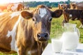 A pitcher with a glass of milk and a cow . Royalty Free Stock Photo