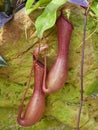 Pitcher Pants of the Family Nepenthaceae, genus Nepenthes, a Carnivorous epiphyte Plant seen at the St Andrews Botanical Gardens. Royalty Free Stock Photo