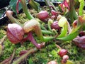 Pitcher plant 1 Royalty Free Stock Photo