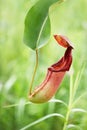 Pitcher plant Royalty Free Stock Photo