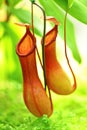 Pitcher plant Royalty Free Stock Photo