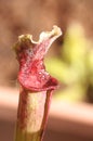 Pitcher plant Royalty Free Stock Photo