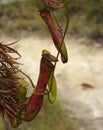 Pitcher Plant