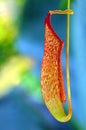 Pitcher Plant Royalty Free Stock Photo