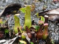 Pitcher plant in Bako national park on Borneo, Malaysia Royalty Free Stock Photo