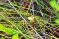 pitcher plant - Borneo Malaysia Asia