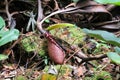 pitcher plant - Borneo Malaysia Asia
