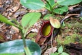 pitcher plant - Borneo Malaysia Asia