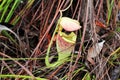 pitcher plant - Borneo Malaysia Asia