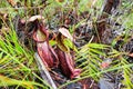 pitcher plant - Borneo Malaysia Asia