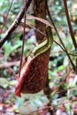 pitcher plant - Borneo Malaysia Asia