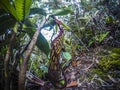 Pitcher plant from Borneo in Mulu National Park Royalty Free Stock Photo