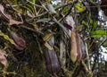 Pitcher plant from Borneo in Mulu National Park Royalty Free Stock Photo