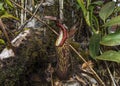 Pitcher plant from Borneo in Mulu National Park Royalty Free Stock Photo