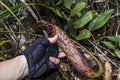 Pitcher plant from Borneo in Mulu National Park Royalty Free Stock Photo