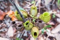 Pitcher Plant in Borneo`s Rainforest - Close Up. Borneo flora. Bako National Park Royalty Free Stock Photo