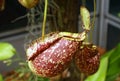 Pitcher Plant, a carnivorous plant Royalty Free Stock Photo