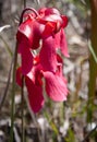 Pitcher Plant Flowers- Sarracenia leucophylla